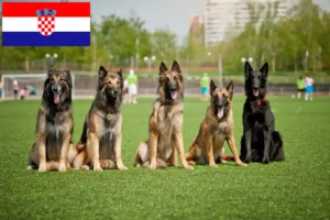 Read more about the article Criador de cães de pastor belga e cachorros na Croácia