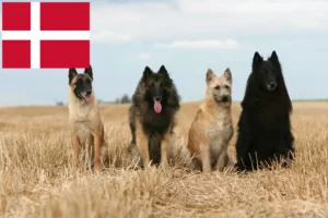 Read more about the article Criador de cães de pastor belga e cachorros na Dinamarca