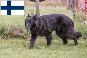 Read more about the article Criador de cães de pastor belga e cachorros na Finlândia