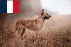 Read more about the article Criador de cães de pastor belga e cachorros em França