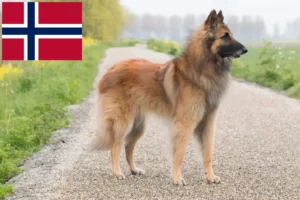 Read more about the article Criador de cães de pastor belga e cachorros na Noruega