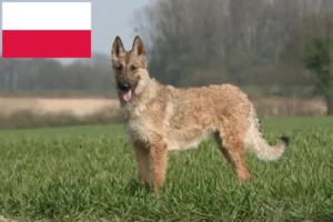 Read more about the article Criador de cães de pastor belga e cachorros na Polónia