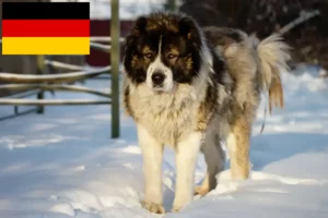 Read more about the article Criador de cães de pastor caucasiano e cachorros na Alemanha