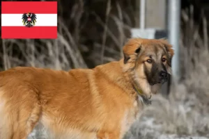 Read more about the article Criador de cães de pastor caucasiano e cachorros na Áustria
