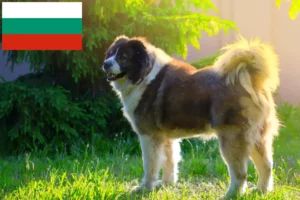Read more about the article Criador de cães de pastor caucasiano e cachorros na Bulgária