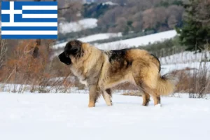 Read more about the article Criador de cães de pastor caucasiano e cachorros na Grécia