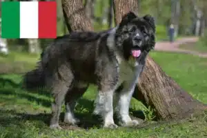 Read more about the article Criador de cães de pastor caucasiano e cachorros em Itália