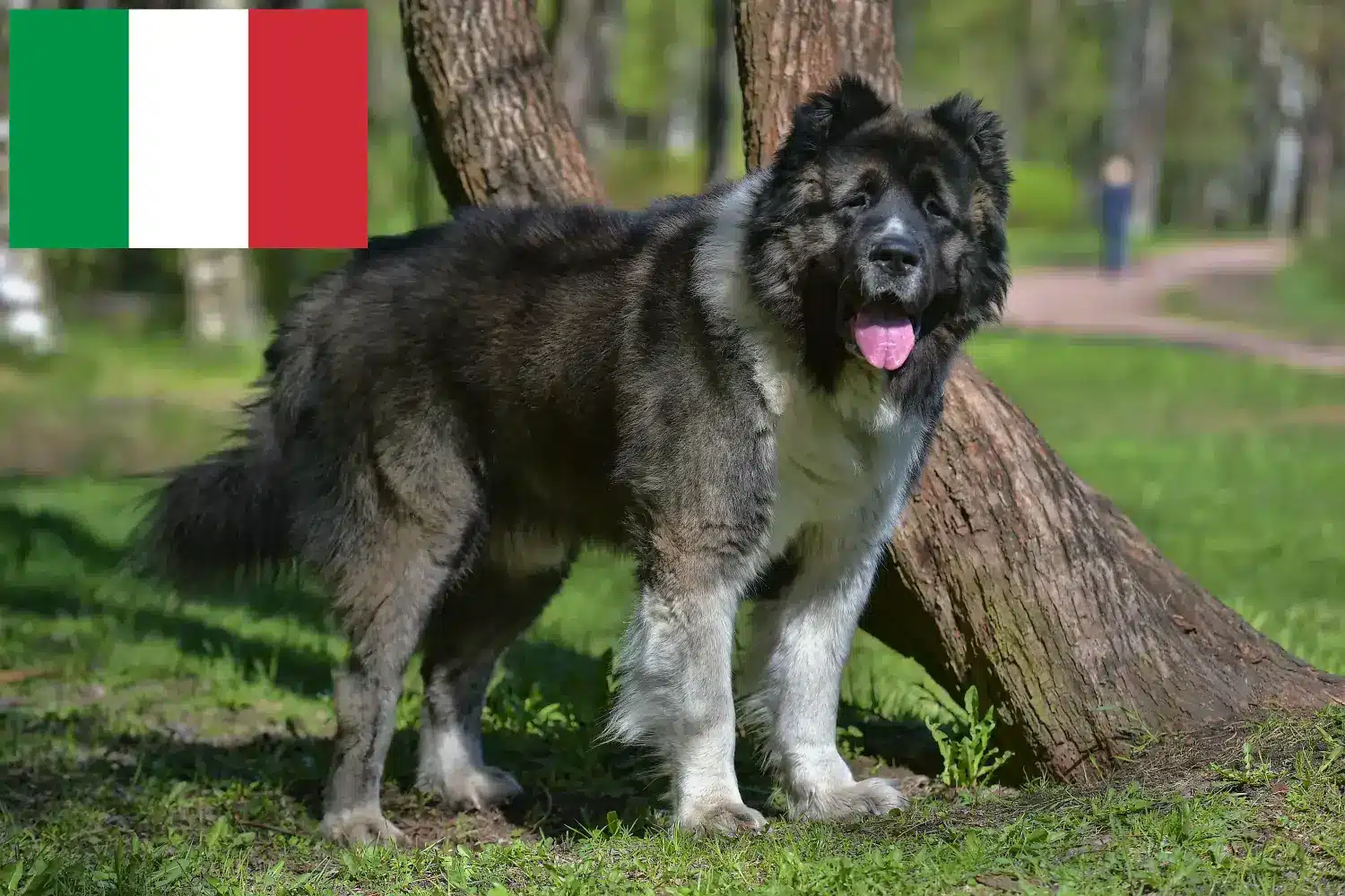 Read more about the article Criador de cães de pastor caucasiano e cachorros em Itália
