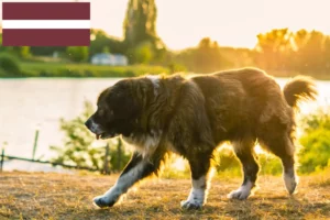 Read more about the article Criador de cães de pastor caucasiano e cachorros na Letónia