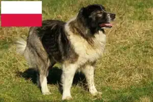 Read more about the article Criador de cães de pastor caucasiano e cachorros na Polónia