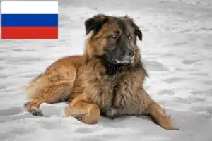 Read more about the article Criadores de cães de pastor caucasiano e cachorros na Rússia