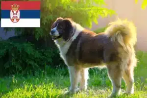 Read more about the article Criador de cães de pastor caucasiano e cachorros na Sérvia