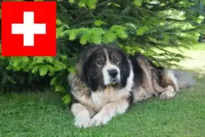 Read more about the article Criador de cães de pastor caucasiano e cachorros na Suíça