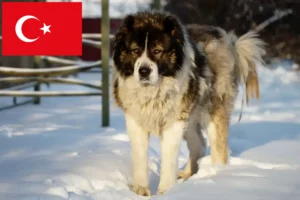 Read more about the article Criador de cães de pastor caucasiano e cachorros na Turquia
