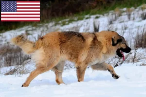 Read more about the article Criadores de cães de pastor caucasiano e cachorros nos EUA