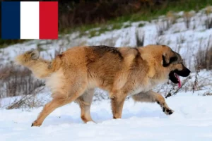 Read more about the article Criador de cães de pastor caucasiano e cachorros em França