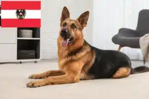 Read more about the article Criadores de cães de pastor e cachorros na Áustria