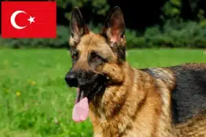 Read more about the article Criadores de cães de pastor e cachorros na Turquia