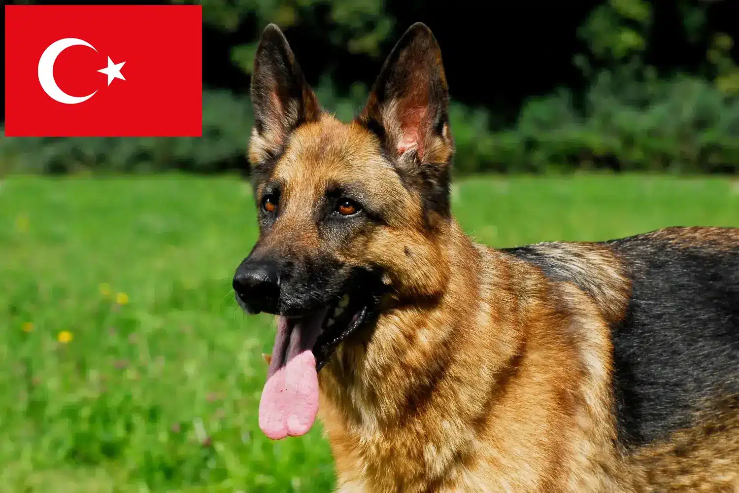 Read more about the article Criadores de cães de pastor e cachorros na Turquia