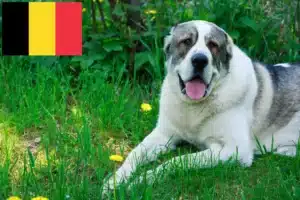 Read more about the article Criador de cães de pastor da Ásia Central e cachorros na Bélgica