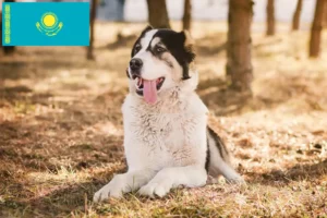Read more about the article Criador de cães de pastor da Ásia Central e cachorros no Cazaquistão