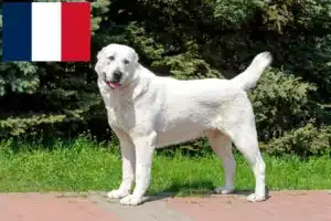 Read more about the article Criador de cães de pastor da Ásia Central e cachorros em França