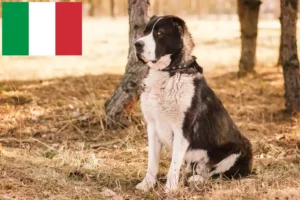 Read more about the article Criador de cães de pastor da Ásia Central e cachorros em Itália