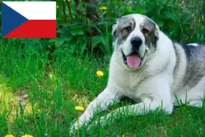 Read more about the article Criador de cães de pastor da Ásia Central e cachorros na República Checa
