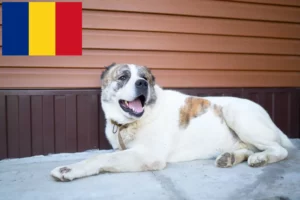 Read more about the article Criador de cães de pastor da Ásia Central e cachorros na Roménia