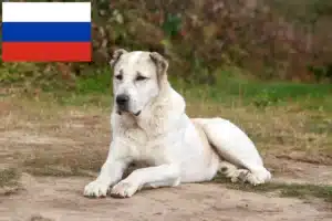 Read more about the article Criador de cães de pastor da Ásia Central e cachorros na Rússia