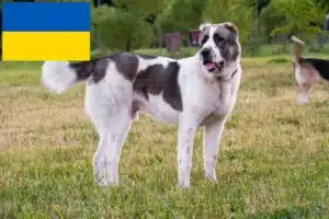 Read more about the article Criador de cães de pastor da Ásia Central e cachorros na Ucrânia