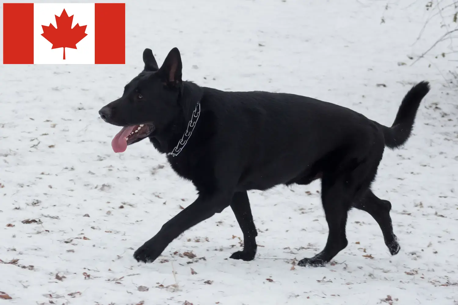 Pastor da Europa de Leste Cachorros e Criadores Canadá Encontrar criadores de cães de pastor da Europa de Leste no Canadá.