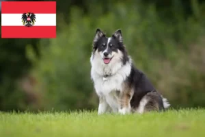 Read more about the article Criadores de cães islandeses e cachorros na Áustria