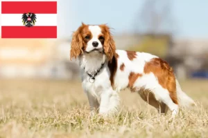 Read more about the article Criadores de Cavalier King Charles Spaniel e cachorros na Áustria