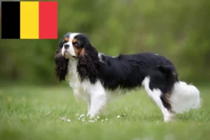 Read more about the article Criadores e cachorros de Cavalier King Charles Spaniel na Bélgica