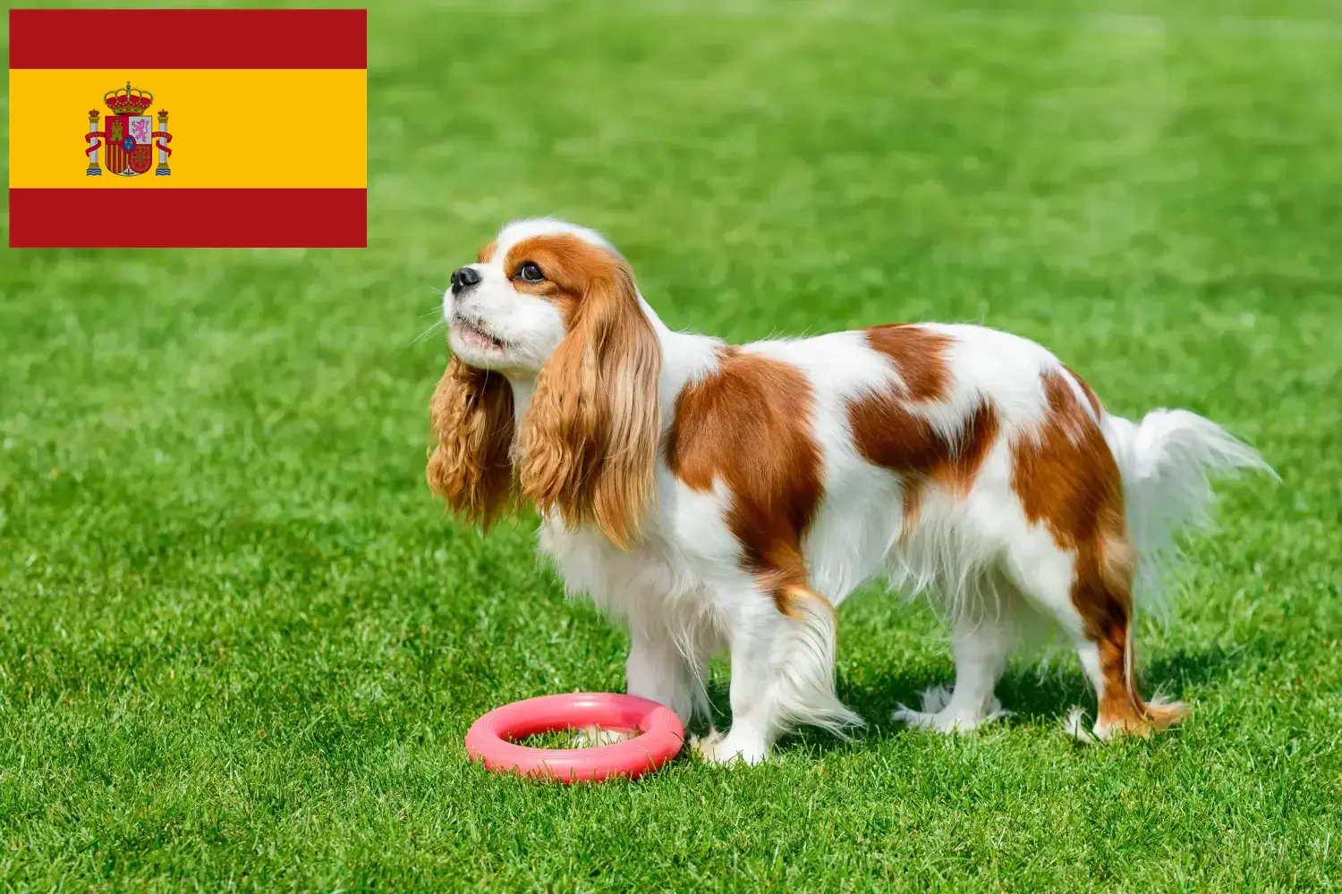 Cavalier King Charles Spaniel cachorros e criadores Espanha Encontre aqui criadores de Cavalier King Charles Spaniels em Espanha.