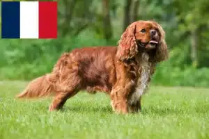 Read more about the article Criadores e cachorros de Cavalier King Charles Spaniel em França