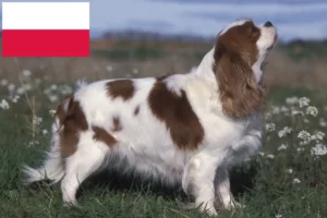 Read more about the article Criadores de Cavalier King Charles Spaniel e cachorros na Polónia