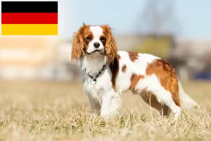 Read more about the article Criadores e cachorros de Cavalier King Charles Spaniel na Alemanha