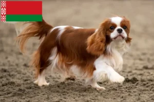 Read more about the article Criadores de Cavalier King Charles Spaniel e cachorros na Bielorrússia