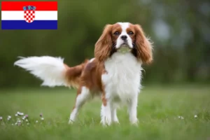 Read more about the article Criadores de Cavalier King Charles Spaniel e cachorros na Croácia