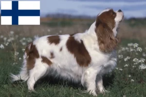 Read more about the article Criadores de Cavalier King Charles Spaniel e cachorros na Finlândia