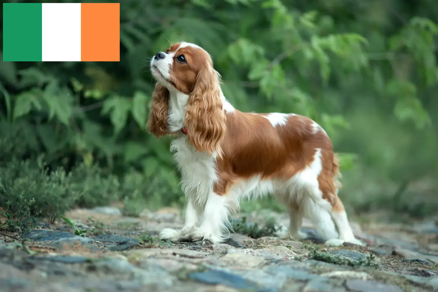 Cavalier King Charles Spaniel cachorros e criadores Irlanda Encontrar criadores de Cavalier King Charles Spaniels na Irlanda.