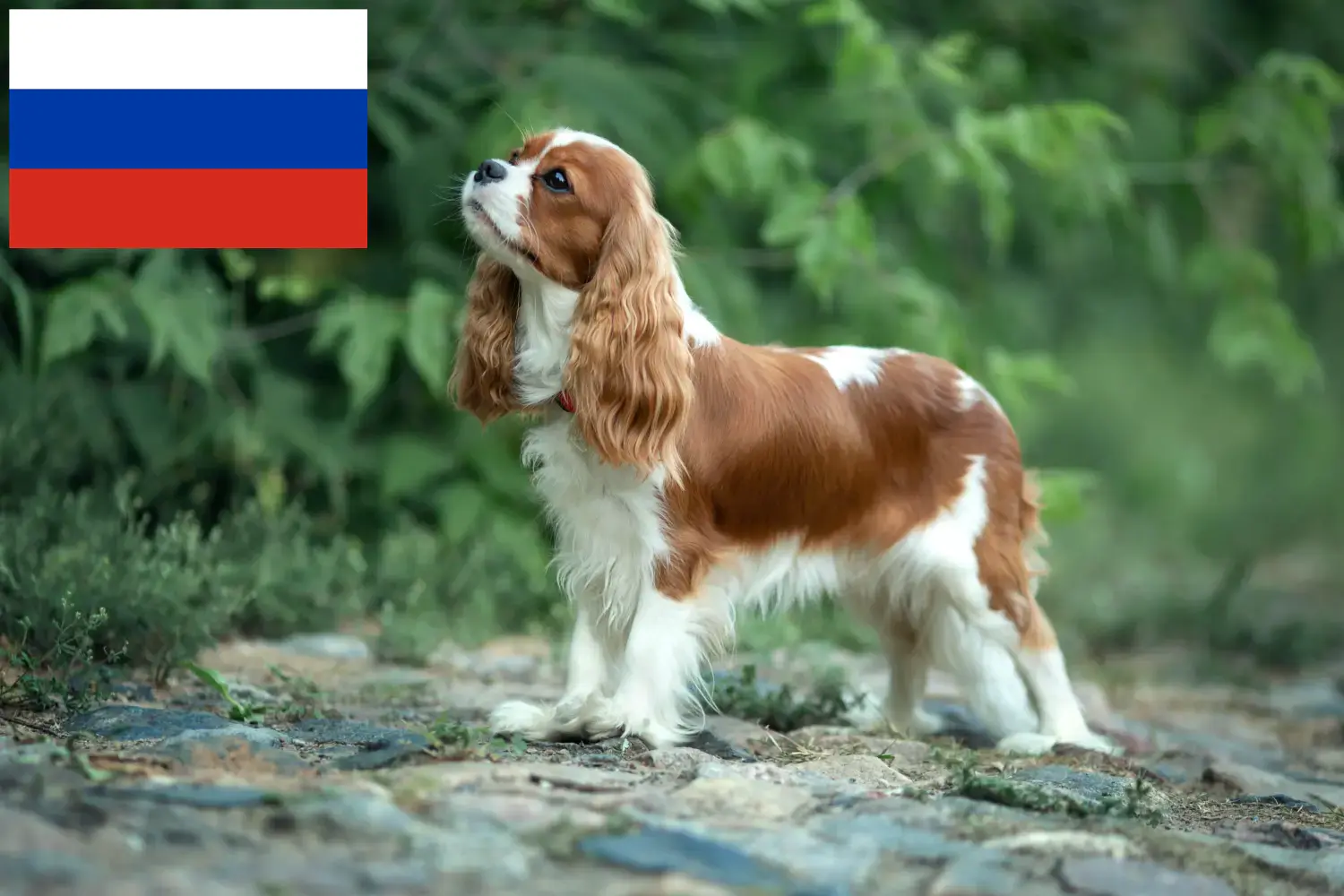 Cavalier King Charles Spaniel cachorros e criadores Rússia Encontre aqui criadores de Cavalier King Charles Spaniels na Rússia.
