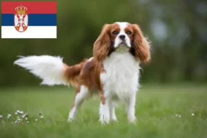 Read more about the article Criadores de Cavalier King Charles Spaniel e cachorros na Sérvia