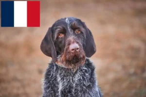 Read more about the article Český fousek criadores e cachorros em França
