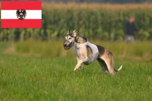 Read more about the article Chart Polski criadores e cachorros na Áustria