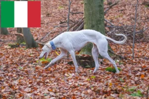 Read more about the article Chart Polski criadores e cachorros em Itália
