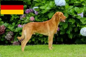 Read more about the article Criadores de Chesapeake Bay Retriever e cachorros na Alemanha
