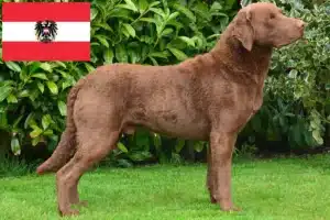 Read more about the article Criadores de Chesapeake Bay Retriever e cachorros na Áustria